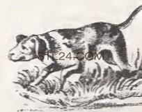 ANIMAL_0136